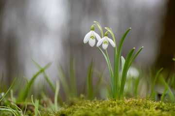 Snowdrop or common snowdrop (Galanthus nivalis) flowers