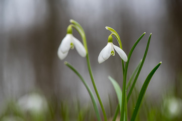 Snowdrop or common snowdrop (Galanthus nivalis) flowers