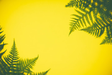 Fern leaves on yekkow background, flat lay, top view