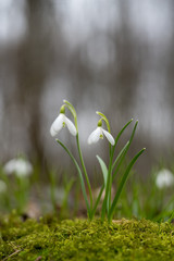 Snowdrop or common snowdrop (Galanthus nivalis) flowers