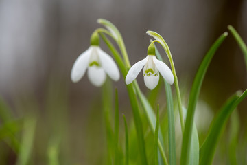 Snowdrop or common snowdrop (Galanthus nivalis) flowers