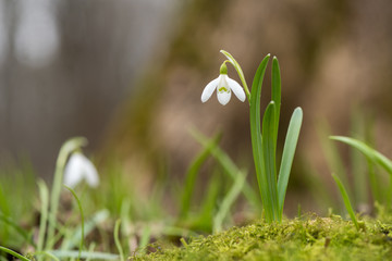 Snowdrop or common snowdrop (Galanthus nivalis) flowers