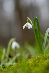 Snowdrop or common snowdrop (Galanthus nivalis) flowers