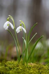 Snowdrop or common snowdrop (Galanthus nivalis) flowers