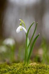 Snowdrop or common snowdrop (Galanthus nivalis) flowers