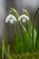 Snowdrop or common snowdrop (Galanthus nivalis) flowers