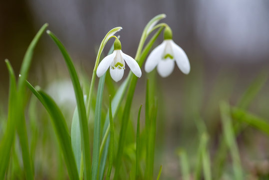 Snowdrop or common snowdrop (Galanthus nivalis) flowers