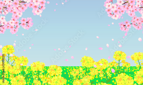 春の背景イラスト 菜の花畑と桜の木 Wall Mural Wallpaper Murals Fuwari