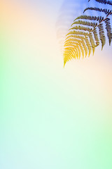Fern leaves on blue background, flat lay, top view