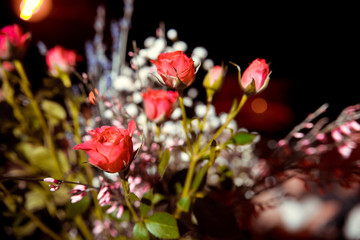 Cute little black and white puppy  with roses on the background.