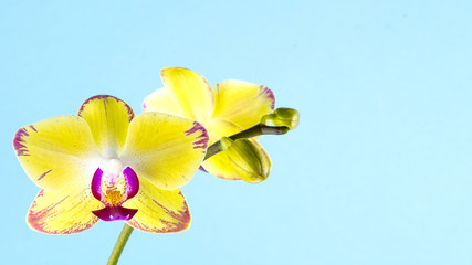 Fototapeta na wymiar Beautiful twig of yellow orchids with burgundy specks on a blue background. Exotic flower. Place for text.