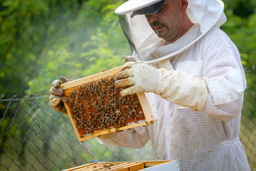 Beekeeper Controlling Colony And Bees