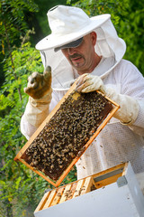 Beekeeper Controlling Colony And Bees