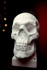 anatomical plaster skull, bust, sculpture on the black background