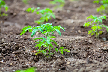 Tomato saplings in the greenhouse in the spring. Tomato seedlings grown for the garden.