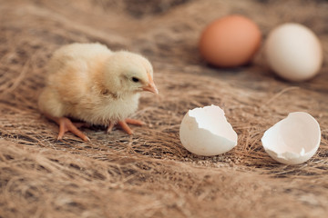 Small yellow chicks and egg shells