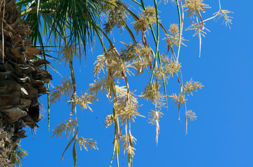 Bees pollinate yellowish flowers of a palm tree against the background of the blue sky