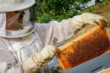 Beekeeper Controlling Colony And Bees