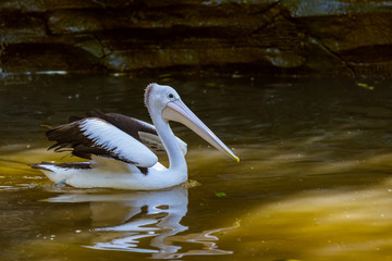 Pelican in Bali Island Indonesia