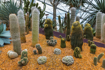 Cactus at Gardens by the Bay in Singapore