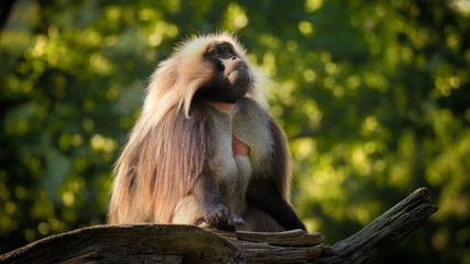 Male Gelada baboon is sitting and watching
