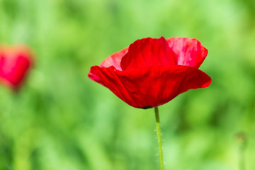 Obraz premium kolorowe kwiaty w głębi pola