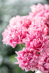 unusual pink rose in the vase on the wooden rustic table. Flower shop concept
