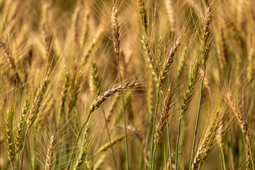 Barley Field in Sunset