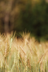Barley Field in Sunset