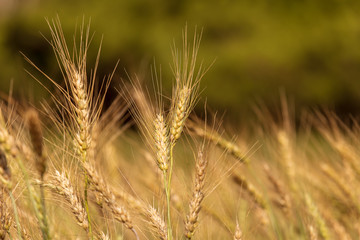 Barley Field in Sunset