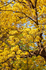 Autumn trees with yellow leaves in a forest or park