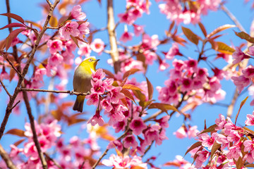 White-Eye Bird on Cherry Blossom and Sakura