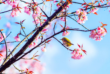 White-Eye Bird on Cherry Blossom and Sakura