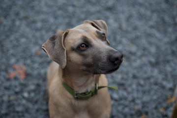 Handsome mixed breed dog, looking right