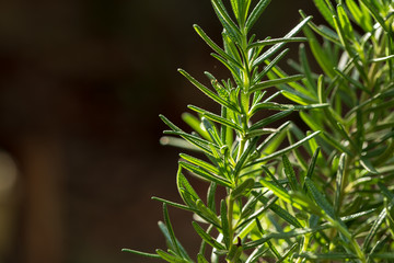 Fresh Rosemary Herb grow outdoor. Rosemary leaves Close-up.