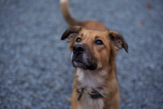 Mixed breed dog, looking left space for copy