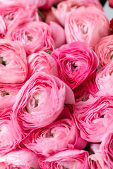 Persian buttercup. Bunch pink ranunculus flowers in Glass vase. Floral Wallpaper. Texture of flower