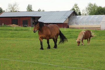 Two horses walking 