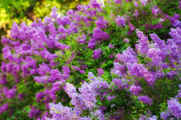 Obraz premium closeup ultraviolet flower. floral spring background. picture with soft focus