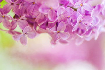 Fototapeta na wymiar closeup ultraviolet flower. floral spring background. picture with soft focus