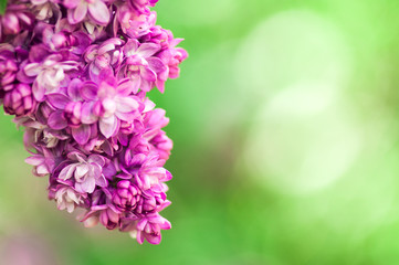 closeup ultraviolet flower. floral spring background. picture with soft focus