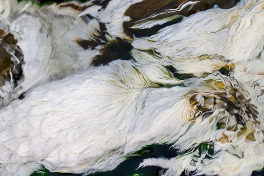 chloroflexus aurantiacus, photosynthetic bacterium isolated from hot springs