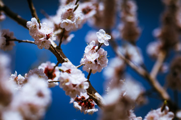 blooming apricot on a background of a spring sky