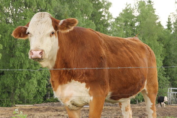 A cow watching us