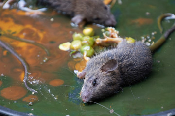 Dirty rats in glue stick on the mousetrap.Rats captured on  non-toxic glue trap.House problem from rats