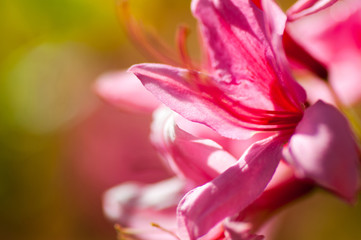 Fototapeta na wymiar closeup flower. floral spring background. picture with soft focus