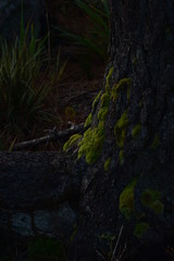 Fototapeta na wymiar old tree in the forest moss fern