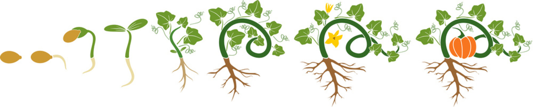 Этапы роста огурца в картинках для детей