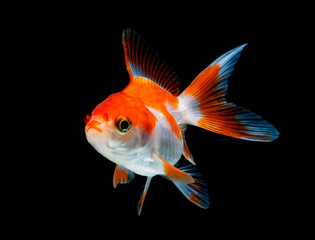 goldfish isolated on a dark black background