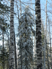 My Ural, my house